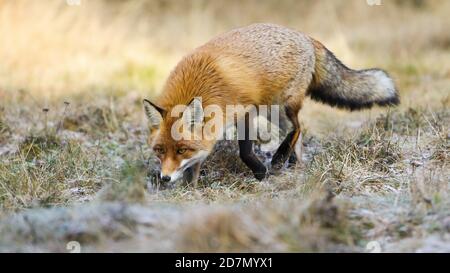 Soffice volpe rossa che sniffing sul prato in autunno natura. Foto Stock