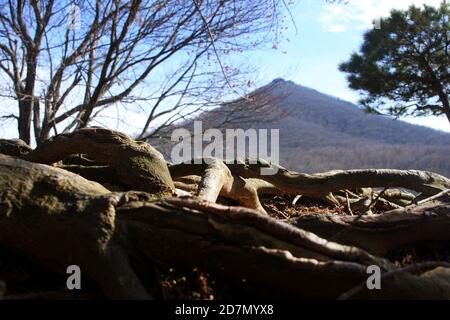 Peaks of Otter, Virginia, Blue Ridge Parkway, Stati Uniti. Vista della Sharp Top all'inizio della primavera. Radici intrecciate visibili sopra la terra. Foto Stock