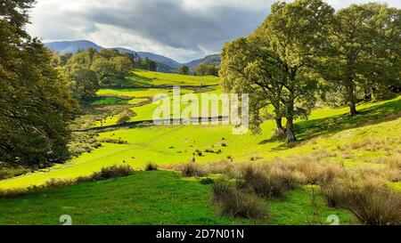 Scenario pastorale a Loughrigg Tarn, Lake District, UK. Foto Stock