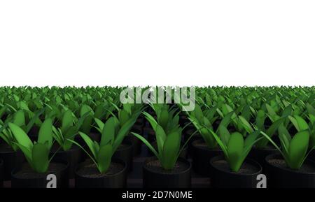 3d rendering pianta rialzata in giardino letto isolato su bianco Foto Stock