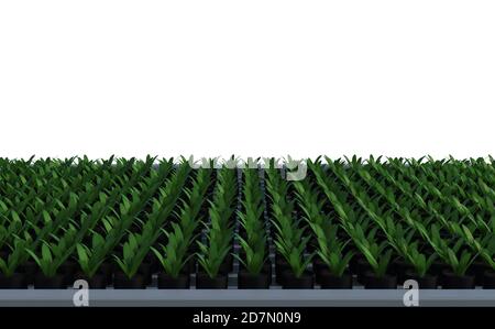 3d rendering pianta rialzata in giardino letto isolato su bianco Foto Stock