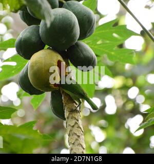 Un uccello di colore verde che mangia frutta di pappapa Foto Stock