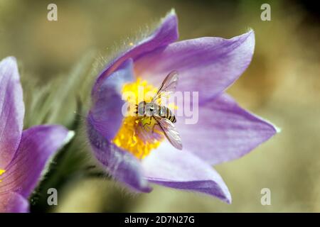 Hoverfly su insetto floreale in primavera marzo Foto Stock