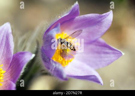Fiori di Hoverfly fiori di Pasque primavera aprile polline di Hoverfly Primavera fiori Giardino Primavera Messenger Foto Stock