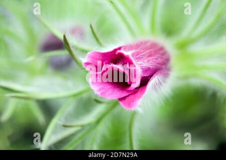 Pulsatilla vulgaris Pinwheel tonalità rosso scuro Foto Stock
