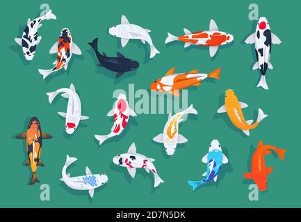 Pesci Koi. Carpa colorata giapponese, set vettoriale di pesci d'oro asiatici. Illustrazione della carpa giapponese koi, asiatica tradizionale Illustrazione Vettoriale
