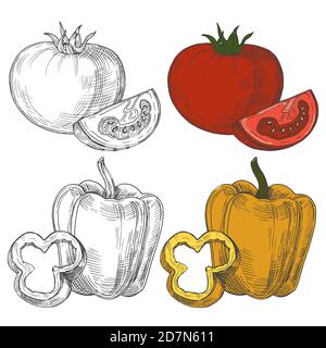 Nero e bianco e colore schizzo pomodori e pepe dolce isolato su sfondo bianco. Illustrazione di cibo di pomodoro e pepe Illustrazione Vettoriale