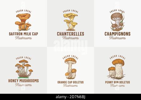 Collezione Fresh Local Mushrooms Abstract Signs, Symbols o Logo Templates. Champignons colorati, Chanterelles, cappellino di Saffron, ecc. con Illustrazione Vettoriale