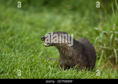 Captive European Otter (Lutra lutra) British Wildlife Centre.Ritratto. Surrey.09.05.2011. Foto Stock