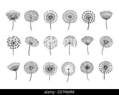 Set dente di leone. Doodle Dandelions disegnati a mano monstera delicati semi di piante estate fluff botanico fiore silhouette vettoriali isolate. Illustrazione della lanugine del dente di leone, morbidezza botanica del fiore Illustrazione Vettoriale