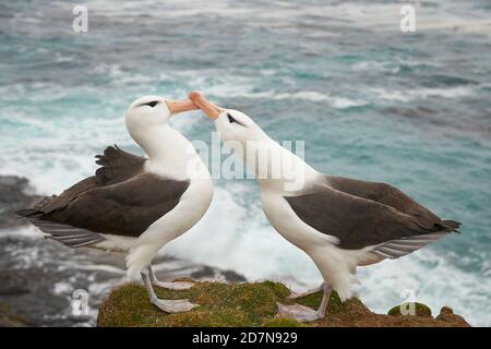 Coppia di Albatross bruno nero (Thalassarche melanophrys) corteggiando sulle scogliere dell'isola di Saunders nelle Isole Falkland. Foto Stock