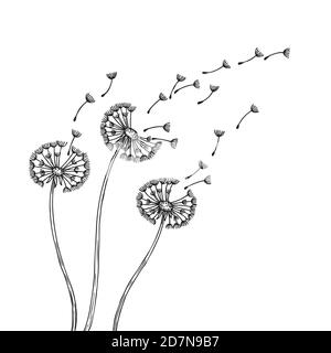 Sagome del dente di leone. Dandelions polline erba delicato semi di piante soffia vento fluff fiore astratto vettore primavera grafica. Illustrazione del dente di leone di lanfo, flora fiorita Illustrazione Vettoriale