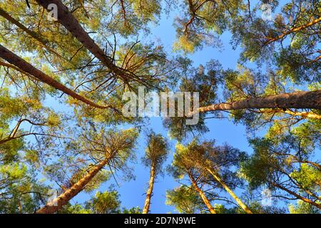 Corone di pini che si stagliano contro il cielo blu, vista dal basso Foto Stock