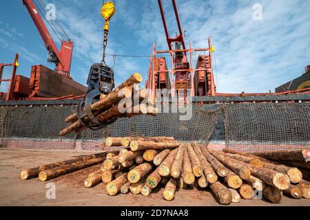 Kandla, 20 agosto 2019: Scarico di tronchi di legno importato con gru da nave straniera a Deendayal Port Trust, Kandla, Kutch, Gujarat, India, Asia Foto Stock