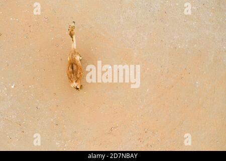Vista dall'alto, splendida vista aerea di un cammello che cammina nel deserto a Dubai, Emirati Arabi Uniti. Foto Stock