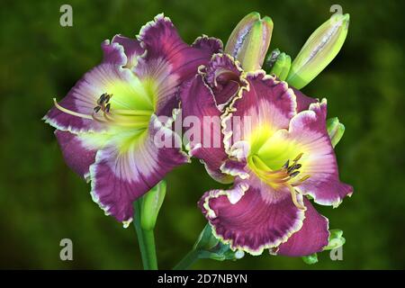 Coppia di fiori di mirtillo viola e lavanda con petali con volant e rana d'albero che riposa su gemma non aperta. Hemerocallis "Regno senza fine". Foto Stock