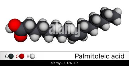 Acido palmitoleico, molecola di palmitoleato. Si tratta di un acido grasso monoinsaturo omega-7. Modello molecolare. Rendering 3D Foto Stock