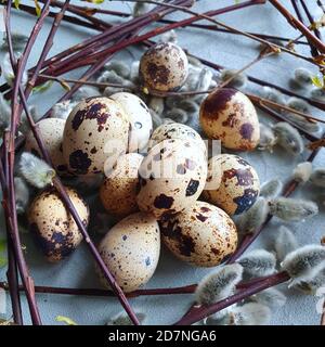 Uova di quaglia in rami di salice su sfondo grigio. Decorazione del nido di Pasqua. Foto di primavera Foto Stock