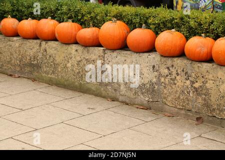 "Zucche di fila" ottobre 2020 Foto Stock