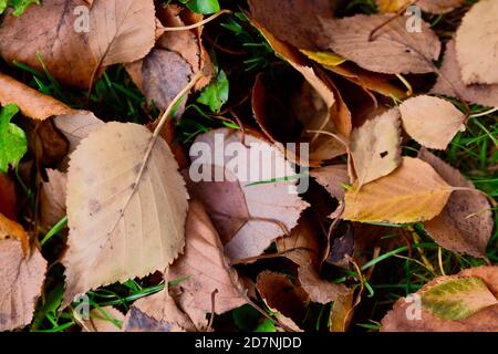 Foglie d'autunno caduti dagli alberi d'autunno. Le foglie di colore giallo, oro e marrone creano forme e motivi che danno al pavimento della foresta glorioso Foto Stock