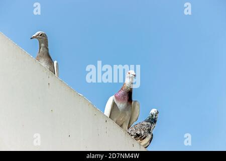 piccioni in piedi sul tetto con cielo blu Foto Stock