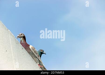 piccioni in piedi sul tetto con cielo blu Foto Stock