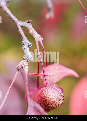 un po' di frutta rossa matura di mela granchio con cracked primo piano il giorno d'autunno (mettere a fuoco la mela in primo piano) Foto Stock