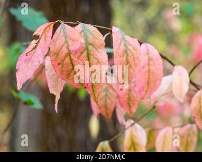 Foglie rosa colorate di Euonymus sulla chioccia di ramoscello in città parco il giorno d'autunno (concentrarsi sulla foglia in primo piano) Foto Stock