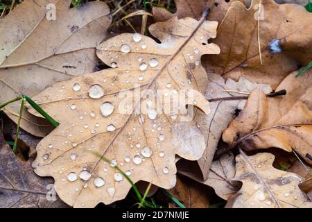 vista dall'alto della foglia di quercia essiccata con rampe ravvicinate sul prato dopo la pioggia il giorno d'autunno Foto Stock