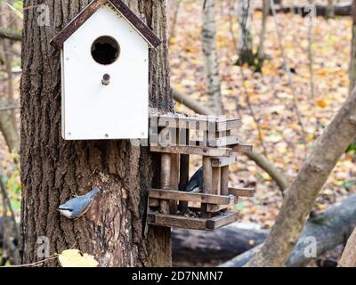 coppia di nuthatches in vecchio alimentatore di legno fatto a mano vicino a fatto a mano casa di uccello su tronco di pino nel parco della città su giorno d'autunno Foto Stock