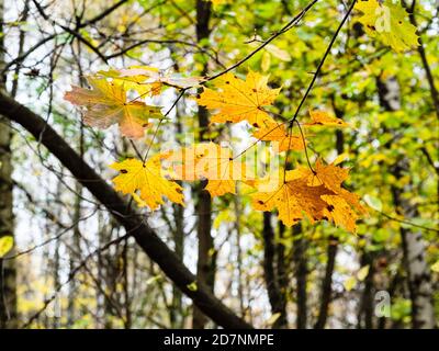 ramoscello di acero con foglie colorate nel parco cittadino il giorno di autunno piovoso (fuoco sulle foglie in primo piano) Foto Stock