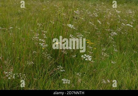 Cumino corallato, Carum verticillatum, in fiore in umido pascolo gratificato, Dorset. Foto Stock