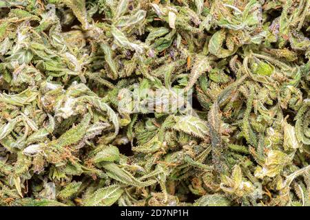 Una vista closeup della cannabis appena raccolta, guardando direttamente verso il basso le gemme. Lotti di trichomes. Profondità di campo poco profonda. Foto Stock