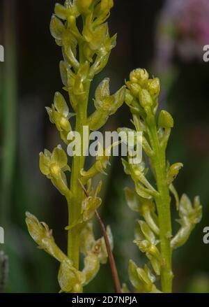 Orchidea di palude, paludosa di Hammarbya, che cresce nella palude umida di Sphagnum, Dorset. Foto Stock