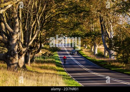 Il Beech Tree Avenue sulla B3082 vicino a Kingston Lacy e Bradbury Rings a Dorset, Inghilterra Foto Stock