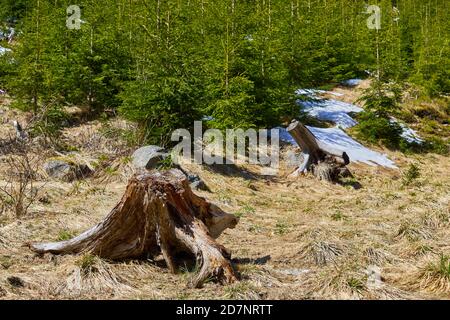 ceppi nella foresta e abeti Foto Stock