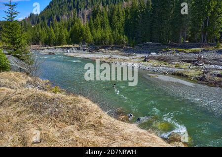 fiume nella foresta con un'anatra selvatica Foto Stock