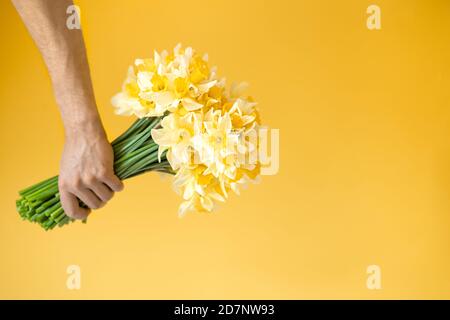Sfondo giallo e mani maschili con bouquet di narcisi gialli. Il concetto di saluto e di giorno della donna. Foto Stock