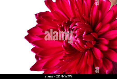 Fiore germoglio di crisantemo rosso primo piano su bianco Foto Stock