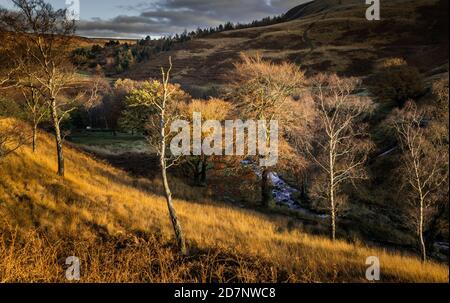 Alberi sulla collina sopra Dovestone Reservoir, Saddleworth, Greater Manchester nel mese di novembre Foto Stock