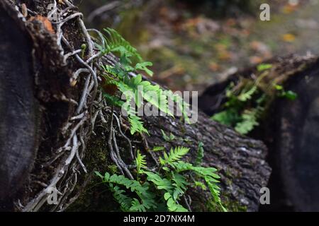 Liquirizia Fern che cresce su log marcio Foto Stock