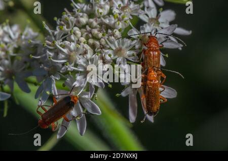 Common Red Soldier Beetle, Rhagonycha fulva, coppia di accoppiamento su Hogweed. Foto Stock