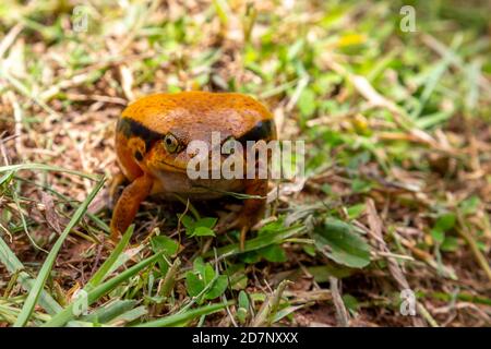 Una grande rana arancione è seduta nell'erba Foto Stock