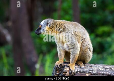 Alcuni lemuri bruni giocano nel prato e un tronco di albero e stanno aspettando i visitatori Foto Stock