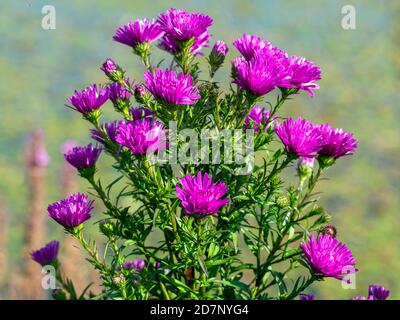 Primo piano di fiori rosa scuro Michaelmas Daisy, Aster novi-belgii Karminkuppel, in un giardino Foto Stock