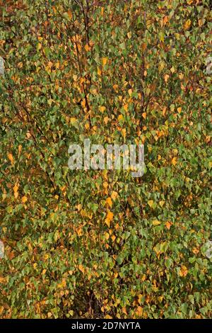 Betulla che mostra colori autunnali nella Foresta di Dean REGNO UNITO Foto Stock
