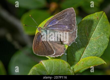 Purple Hairstreak, Favonius quercus, crogiolandosi su Alder buckthorn Bush. Foto Stock