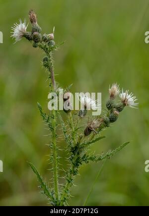 Forma bianca del tistello di Marsh, palustre di Cirsium, in fiore in prato umido. Foto Stock