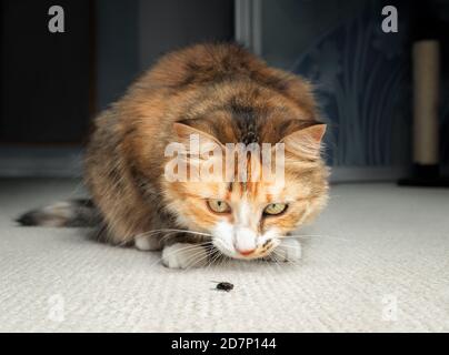 Gatto a caccia di una mosca. Il gatto femminile multicolore è seduto di fronte ad un insetto sul tappeto, pronto a rimbalzare quando si muove. Catcher volo di qualità superiore. Foto Stock