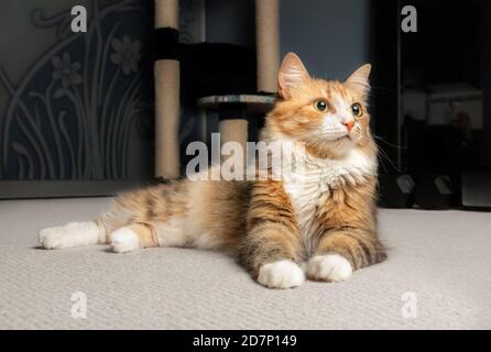 Cat sdraiato lateralmente con zampe anteriori. Bel ritratto a corpo pieno di kitty femminile rilassato, guardando interessato a qualcosa. Sfondo morbido. Foto Stock